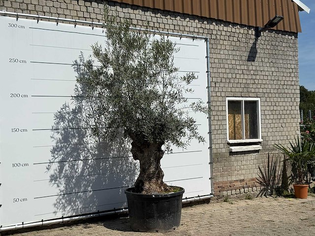 Olijfboom bonsai - olea europaea - ca. 80 jaar oud - hoogte ca. 280 cm - afbeelding 3 van  5
