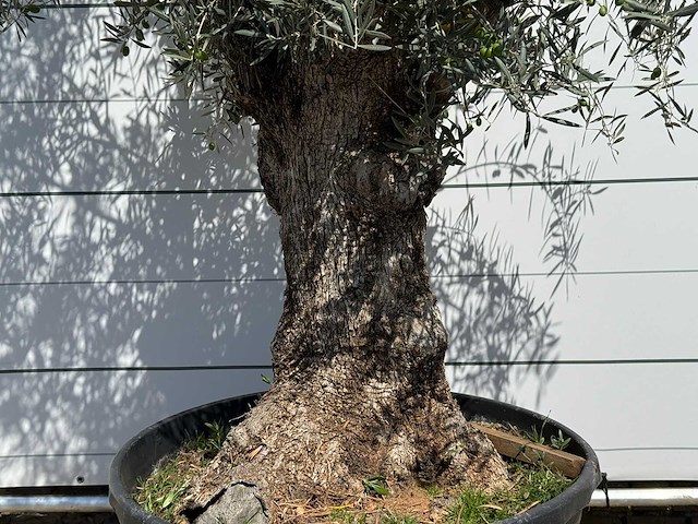 Olijfboom bonsai - olea europaea - ca. 80 jaar oud - hoogte ca. 280 cm - afbeelding 4 van  5