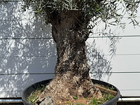 Olijfboom bonsai - olea europaea - ca. 80 jaar oud - hoogte ca. 280 cm - afbeelding 4 van  5