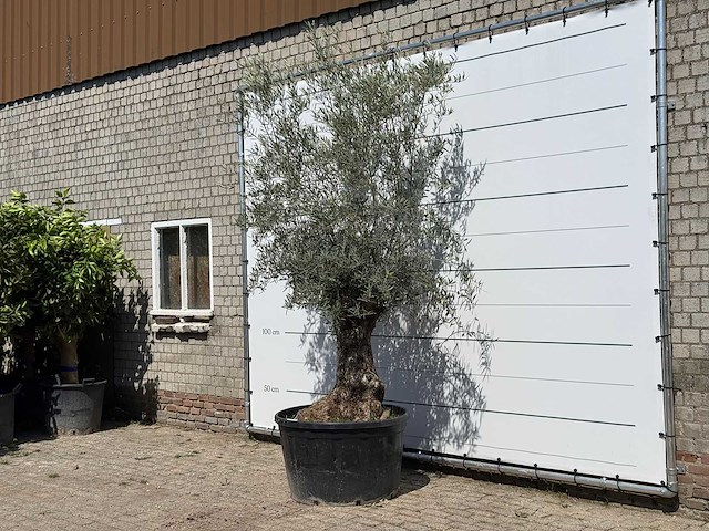 Olijfboom bonsai - olea europaea - ca. 80 jaar oud - hoogte ca. 280 cm - afbeelding 5 van  5
