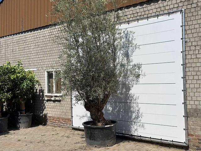 Olijfboom bonsai - olea europaea - ca. 80 jaar oud - hoogte ca. 280 cm - afbeelding 1 van  4