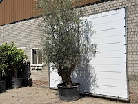 Olijfboom bonsai - olea europaea - ca. 80 jaar oud - hoogte ca. 280 cm - afbeelding 1 van  4