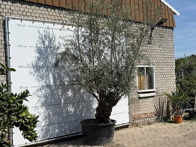 Olijfboom bonsai - olea europaea - ca. 80 jaar oud - hoogte ca. 280 cm - afbeelding 2 van  4