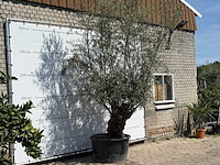 Olijfboom bonsai - olea europaea - ca. 80 jaar oud - hoogte ca. 280 cm - afbeelding 2 van  4
