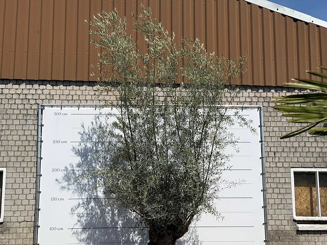 Olijfboom bonsai - olea europaea - ca. 80 jaar oud - hoogte ca. 280 cm - afbeelding 3 van  4