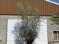 Olijfboom bonsai - olea europaea - ca. 80 jaar oud - hoogte ca. 280 cm - afbeelding 3 van  4