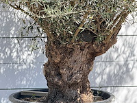 Olijfboom bonsai - olea europaea - ca. 80 jaar oud - hoogte ca. 280 cm - afbeelding 4 van  4