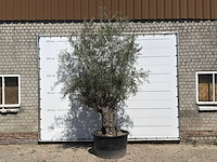 Olijfboom bonsai - olea europaea - ca. 80 jaar oud - hoogte ca. 280 cm - afbeelding 1 van  3
