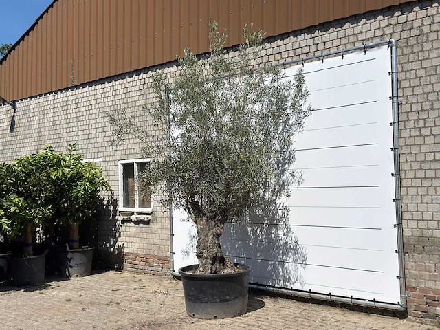 Olijfboom bonsai - olea europaea - ca. 80 jaar oud - hoogte ca. 280 cm - afbeelding 2 van  3