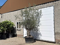 Olijfboom bonsai - olea europaea - ca. 80 jaar oud - hoogte ca. 280 cm - afbeelding 2 van  3