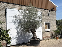 Olijfboom bonsai - olea europaea - ca. 80 jaar oud - hoogte ca. 280 cm - afbeelding 3 van  3