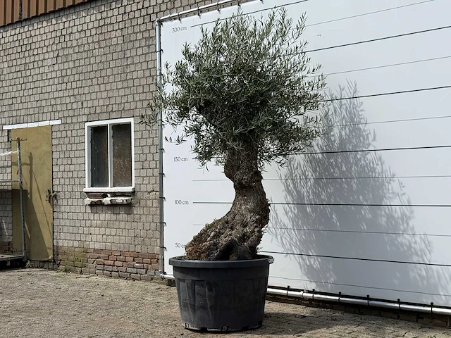 Olijfboom bonsai - olea europaea - ca. 80 jaar oud - hoogte ca. 280 cm - afbeelding 2 van  3