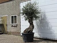 Olijfboom bonsai - olea europaea - ca. 80 jaar oud - hoogte ca. 280 cm - afbeelding 2 van  3