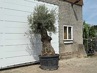 Olijfboom bonsai - olea europaea - ca. 80 jaar oud - hoogte ca. 280 cm - afbeelding 3 van  3