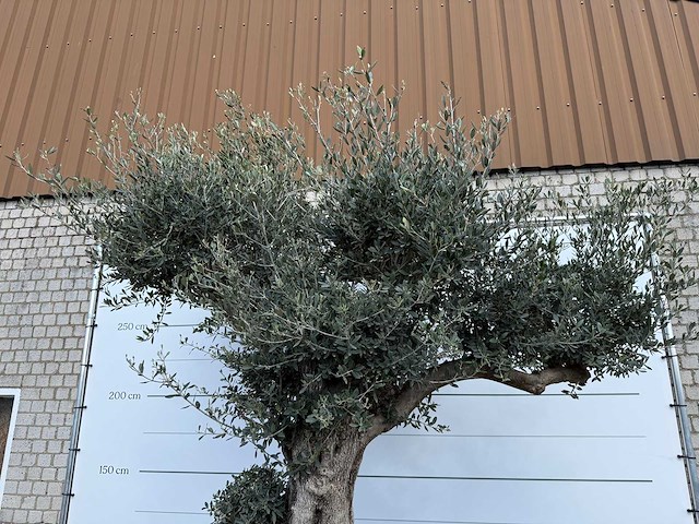 Olijfboom bonsai bolvorm xl - olea europaea - ca. 100 jaar oud - hoogte ca. 280 cm - afbeelding 2 van  14