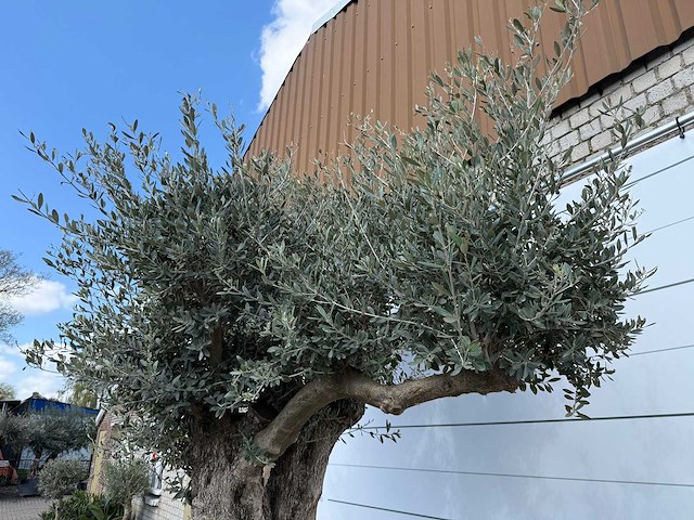 Olijfboom bonsai bolvorm xl - olea europaea - ca. 100 jaar oud - hoogte ca. 280 cm - afbeelding 3 van  14