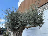 Olijfboom bonsai bolvorm xl - olea europaea - ca. 100 jaar oud - hoogte ca. 280 cm - afbeelding 3 van  14