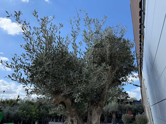 Olijfboom bonsai bolvorm xl - olea europaea - ca. 100 jaar oud - hoogte ca. 280 cm - afbeelding 11 van  14
