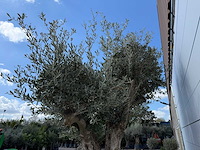 Olijfboom bonsai bolvorm xl - olea europaea - ca. 100 jaar oud - hoogte ca. 280 cm - afbeelding 11 van  14