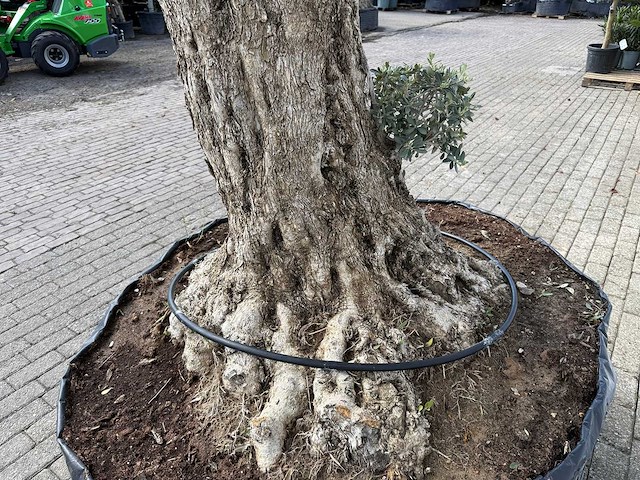 Olijfboom bonsai bolvorm xl - olea europaea - ca. 100 jaar oud - hoogte ca. 280 cm - afbeelding 12 van  14