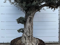 Olijfboom bonsai bolvorm xl - olea europaea - ca. 100 jaar oud - hoogte ca. 280 cm - afbeelding 4 van  14