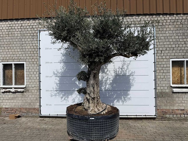 Olijfboom bonsai bolvorm xl - olea europaea - ca. 100 jaar oud - hoogte ca. 280 cm - afbeelding 1 van  14