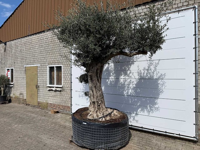 Olijfboom bonsai bolvorm xl - olea europaea - ca. 100 jaar oud - hoogte ca. 280 cm - afbeelding 5 van  14