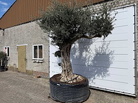 Olijfboom bonsai bolvorm xl - olea europaea - ca. 100 jaar oud - hoogte ca. 280 cm - afbeelding 5 van  14
