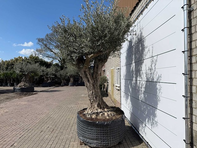 Olijfboom bonsai bolvorm xl - olea europaea - ca. 100 jaar oud - hoogte ca. 280 cm - afbeelding 6 van  14