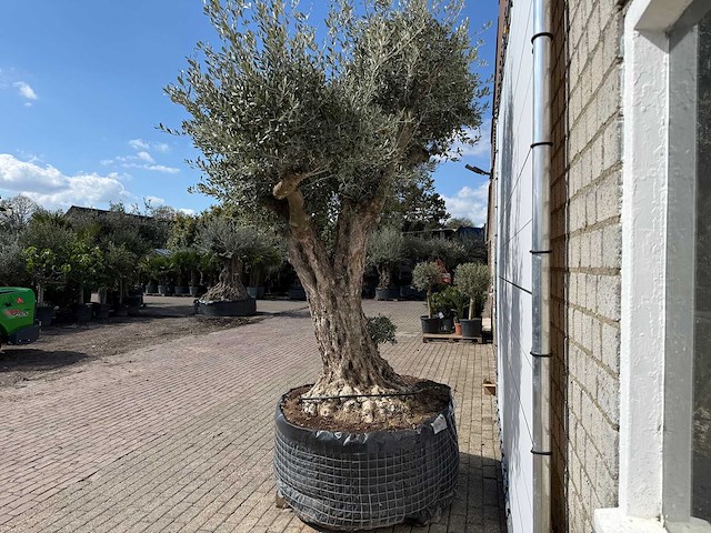 Olijfboom bonsai bolvorm xl - olea europaea - ca. 100 jaar oud - hoogte ca. 280 cm - afbeelding 7 van  14