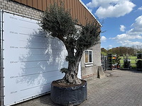 Olijfboom bonsai bolvorm xl - olea europaea - ca. 100 jaar oud - hoogte ca. 280 cm - afbeelding 8 van  14
