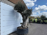 Olijfboom bonsai bolvorm xl - olea europaea - ca. 100 jaar oud - hoogte ca. 280 cm - afbeelding 13 van  14