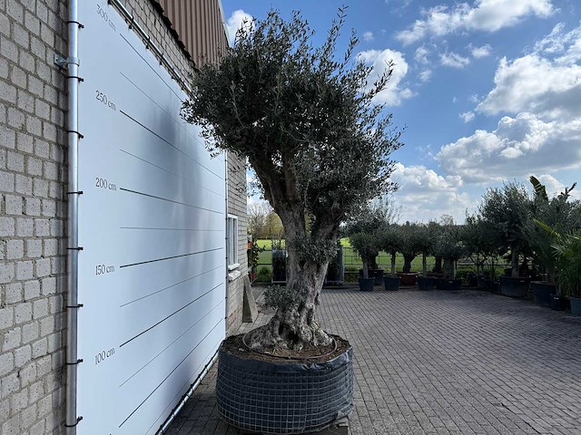 Olijfboom bonsai bolvorm xl - olea europaea - ca. 100 jaar oud - hoogte ca. 280 cm - afbeelding 14 van  14