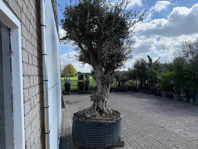 Olijfboom bonsai bolvorm xl - olea europaea - ca. 100 jaar oud - hoogte ca. 280 cm - afbeelding 9 van  14