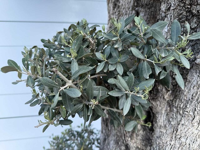 Olijfboom bonsai bolvorm xl - olea europaea - ca. 100 jaar oud - hoogte ca. 280 cm - afbeelding 10 van  14