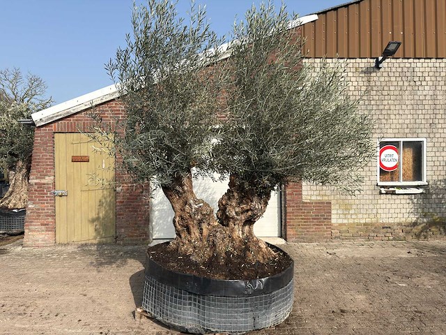 Olijfboom bonsai dubbele stam xxl - olea europaea - ca. 200 jaar oud - hoogte ca. 290 cm - afbeelding 1 van  8