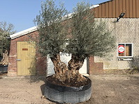 Olijfboom bonsai dubbele stam xxl - olea europaea - ca. 200 jaar oud - hoogte ca. 290 cm