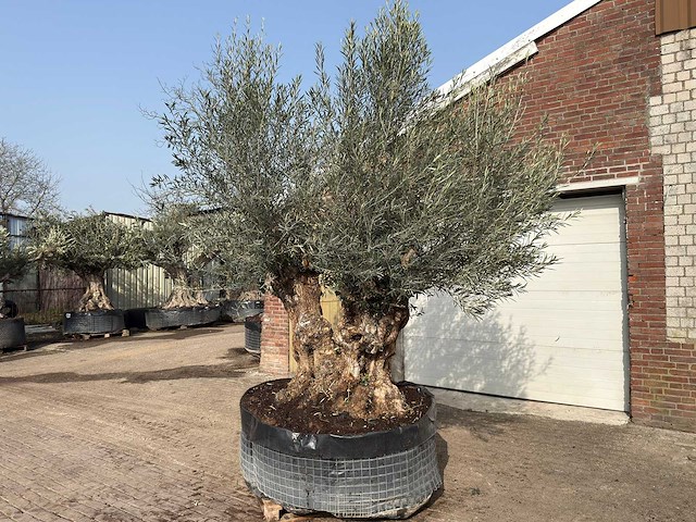 Olijfboom bonsai dubbele stam xxl - olea europaea - ca. 200 jaar oud - hoogte ca. 290 cm - afbeelding 2 van  8