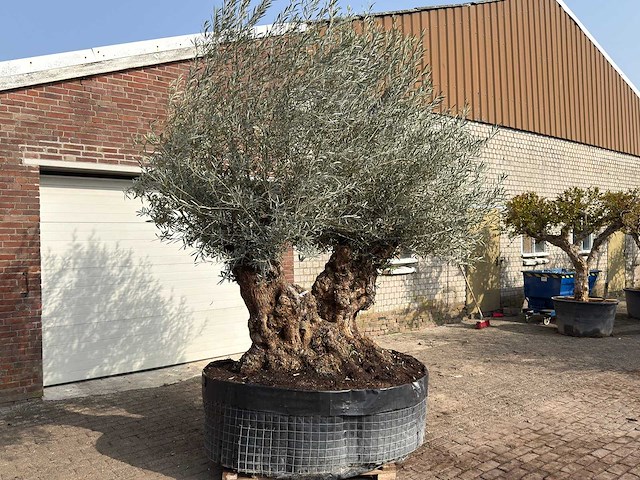 Olijfboom bonsai dubbele stam xxl - olea europaea - ca. 200 jaar oud - hoogte ca. 290 cm - afbeelding 3 van  8