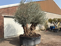 Olijfboom bonsai dubbele stam xxl - olea europaea - ca. 200 jaar oud - hoogte ca. 290 cm - afbeelding 3 van  8
