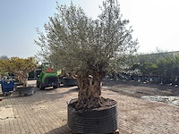 Olijfboom bonsai dubbele stam xxl - olea europaea - ca. 200 jaar oud - hoogte ca. 290 cm - afbeelding 4 van  8