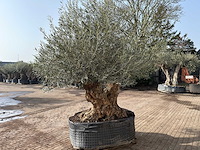 Olijfboom bonsai dubbele stam xxl - olea europaea - ca. 200 jaar oud - hoogte ca. 290 cm - afbeelding 5 van  8
