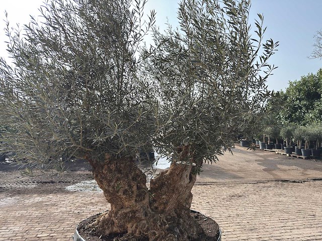 Olijfboom bonsai dubbele stam xxl - olea europaea - ca. 200 jaar oud - hoogte ca. 290 cm - afbeelding 6 van  8