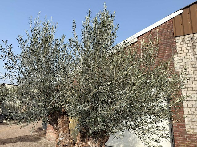 Olijfboom bonsai dubbele stam xxl - olea europaea - ca. 200 jaar oud - hoogte ca. 290 cm - afbeelding 7 van  8