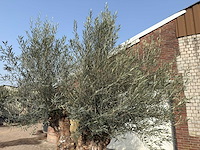 Olijfboom bonsai dubbele stam xxl - olea europaea - ca. 200 jaar oud - hoogte ca. 290 cm - afbeelding 7 van  8