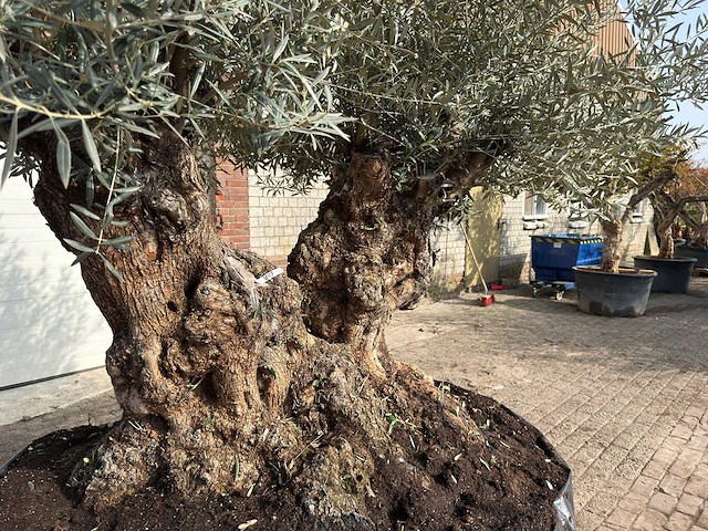 Olijfboom bonsai dubbele stam xxl - olea europaea - ca. 200 jaar oud - hoogte ca. 290 cm - afbeelding 8 van  8