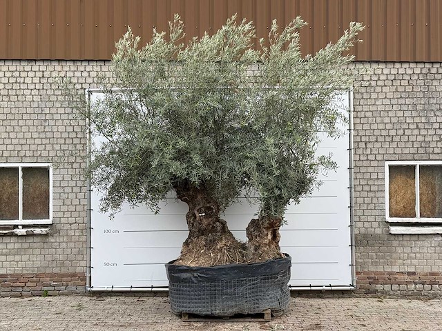Olijfboom bonsai dubbele stam xxl - olea europaea - ca. 250 jaar oud - hoogte ca. 280 cm - afbeelding 1 van  5