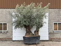 Olijfboom bonsai dubbele stam xxl - olea europaea - ca. 250 jaar oud - hoogte ca. 280 cm