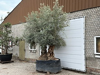 Olijfboom bonsai dubbele stam xxl - olea europaea - ca. 250 jaar oud - hoogte ca. 280 cm - afbeelding 2 van  5