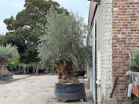 Olijfboom bonsai dubbele stam xxl - olea europaea - ca. 250 jaar oud - hoogte ca. 280 cm - afbeelding 3 van  5